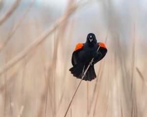 A red-winged blackbird faces on a bare stalk of tall grass faces the viewer, mouth wide open in a call.