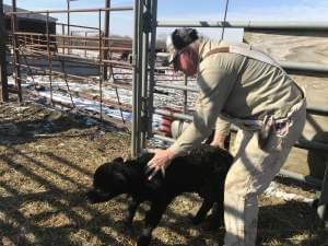 Robert Alpers tends to a calf on his central Missouri farm. His cattle operation is one of the things that has helped his family farm survive the depressed soybean market brought on by the trade war with China.