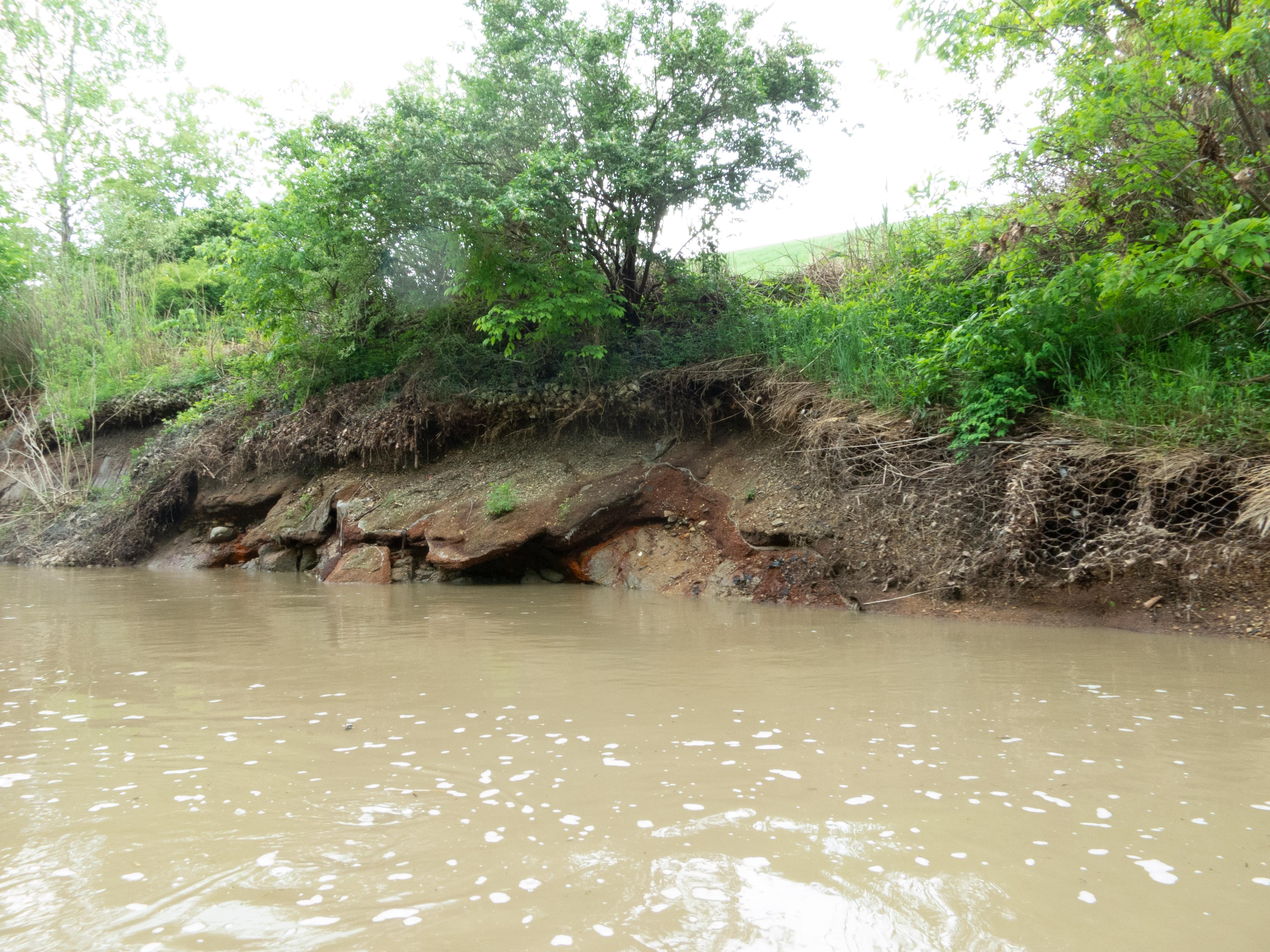 Erosion of the Middle Fork riverbank is undermining the Dynegy coal ash ponds at the Vermilion Power Station. Seepage from the coal ash can been seen entering the river.