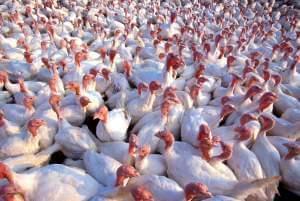 Stanford University researchers used a computer algorithm to find 15% more poultry CAFOs (containing chickens and turkeys) than previously mapped.