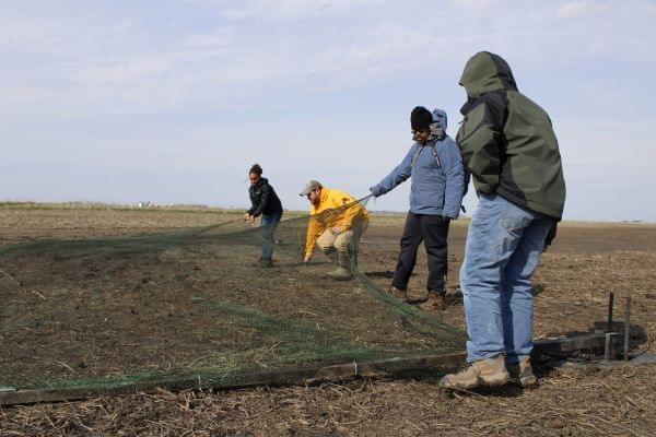 Researchers set a net to catch American golden plovers in eastern Illinois. 