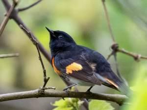 Tight profile of a small bird on a branch, nearly all black with patches of vibrant reddish-orange on its wings.