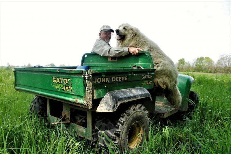 Dave Bishop drives around PrairiErth Farm on his Gator, often with dog Molly behind or hopping on for a ride.