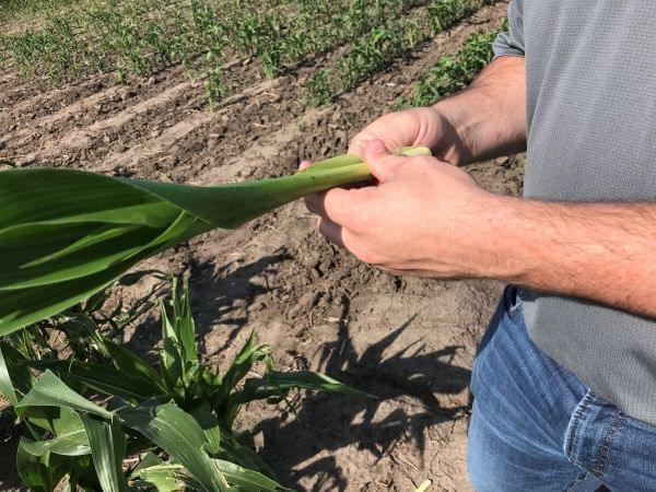 Corn tassels don't emerge from the stalk until the plant is more mature.