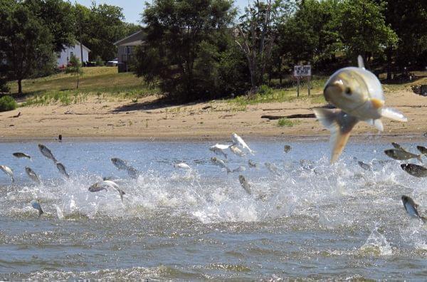 Asian carp jumping from the Illinois River near Havana Illinois.