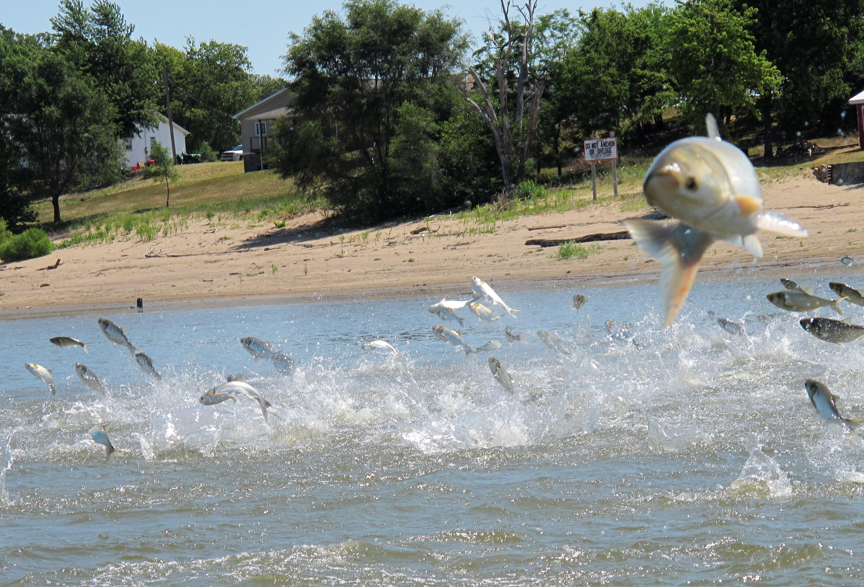Asian carp jumping from the Illinois River near Havana Illinois.