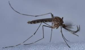 The culex tarsalis mosquito has been identified as a carrier of West Nile and other viruses in the United States.