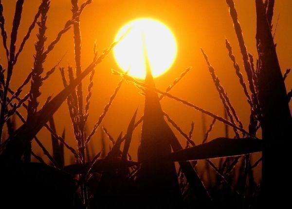 In this July 15, 2012 file photo, the sun rises over corn stalks in Pleasant Plains, Ill., during a drought. 