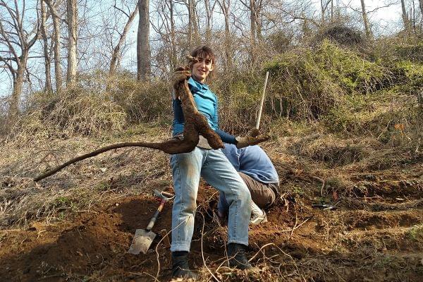 A Kudzu Root Camp participant holds up a hard-won root in North Carolina.