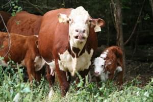 A Hereford cow keeps her baby close in one of the Beshers' pastures in southern Missouri. 