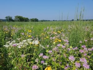 A beautiful field of prairie flowers and plants