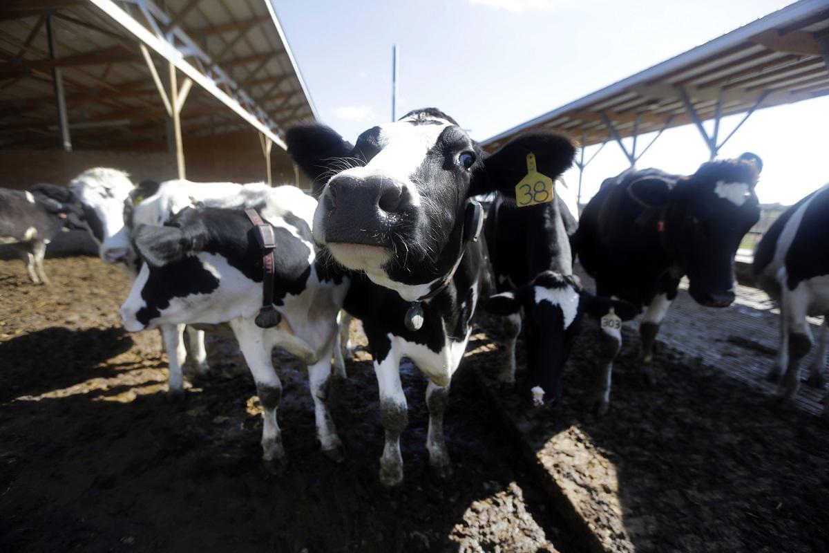 This photo taken Oct. 16, 2013, shows dairy cows on a farm in Okawville, Ill.