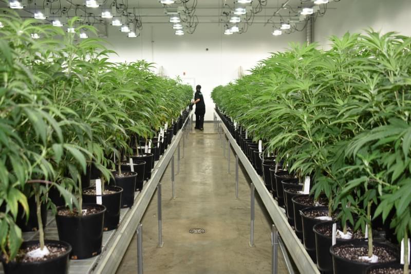 Revolution Global, the largest producer of medical cannabis in Illinois, is one of 14 cultivators approved to grow for adult recreational use. .