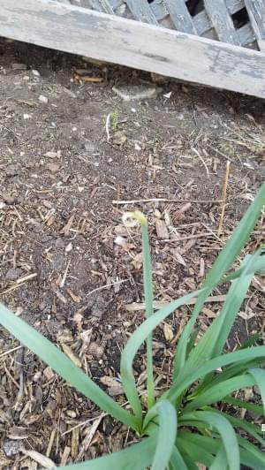 From WILL reporter Jim Meadows; Spring, frustrated. This would have been the first daffodil to bloom this spring outside my apartment building, but it was literally nipped in the bud by someone who picked it or a hungry animal. Still waiting for a bloom ..