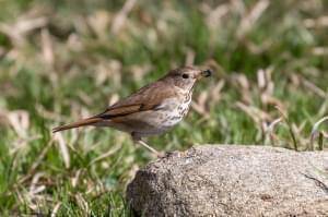 A Hermit Thrush with bee in bill.