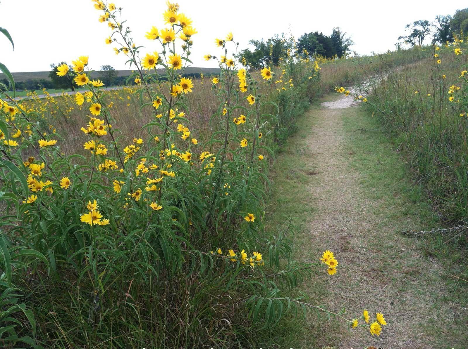This Sept. 23, 2014 photo shows wildflowers dancing in the breeze amid the grasses of the Tallgrass Prairie National Preserve near Strong City, Kan. Tallgrass prairie once covered 140 million acres of North America, including much of the Midwest, but today only 4 percent of that ecosystem remains.