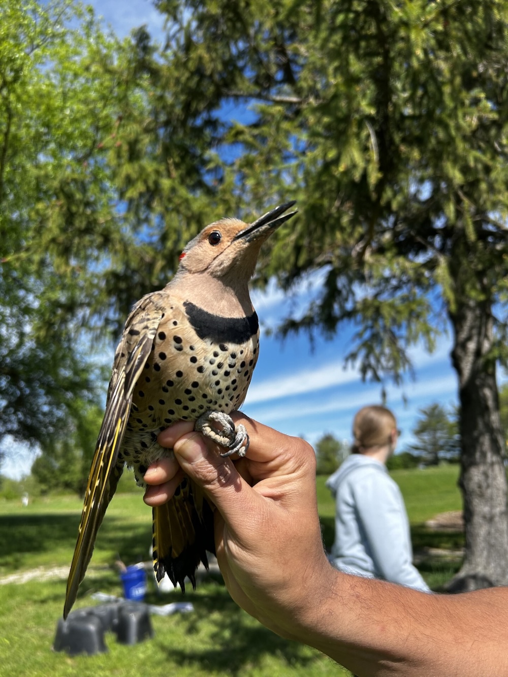 Brown bird resting on hand, trees in background. 