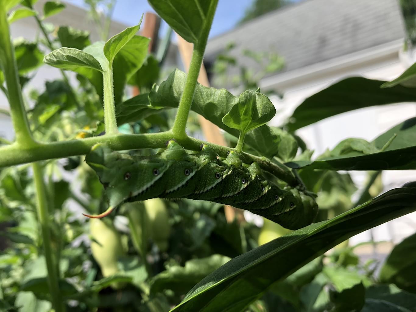 hornworm on a plant