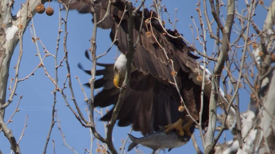 eagle landing in tree