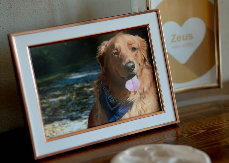 A portrait of Mandi Miller and Austin Elkins’ late puppy “Zeus,” on Tuesday, Feb. 15, 2022, at of their home in Mehlville, Mo. The couple’s dog Zeus died in 2020 after ingesting toxic algae at Lake Centralia in rural Marion County.