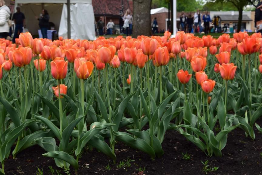 More than 30,000 tulip bulbs are planted in Orange City, Iowa each year for the Tulip Festival.
