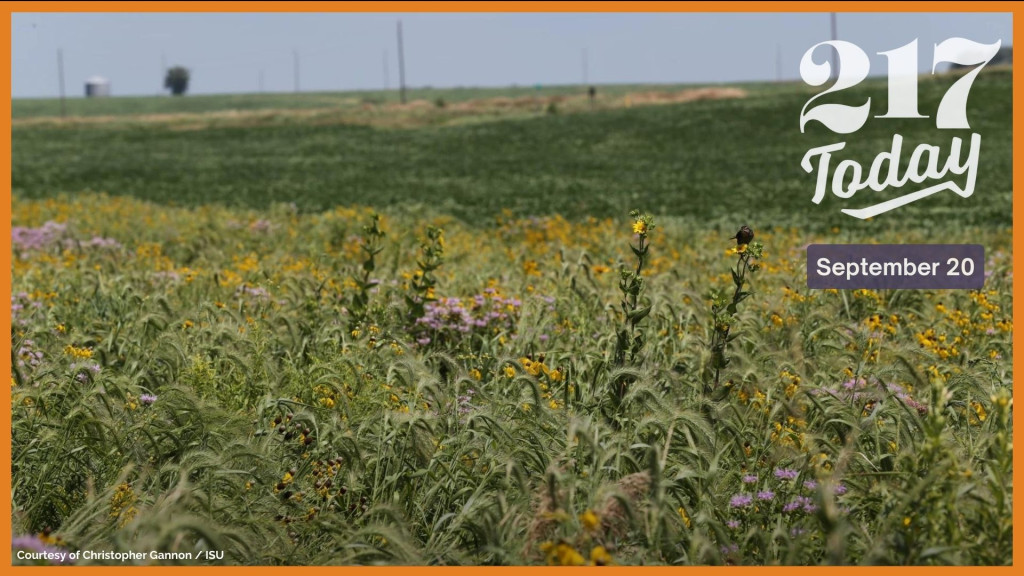 Research shows that converting as little as 10% of a corn or soybean field into a prairie strip can reduce soil erosion by 95%.