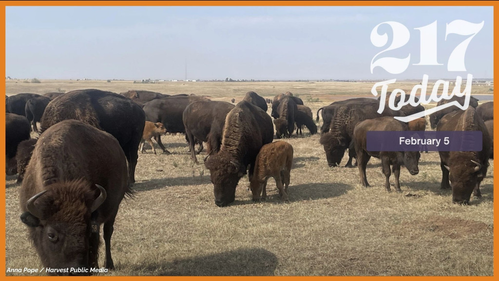 The InterTribal Buffalo Council, which helps many tribes and tribal nations reestablish bison on their land, hosted a training event in the fall with the Cheyenne and Arapaho Tribes in Oklahoma last fall. The two tribes are now home to hundreds of bison.