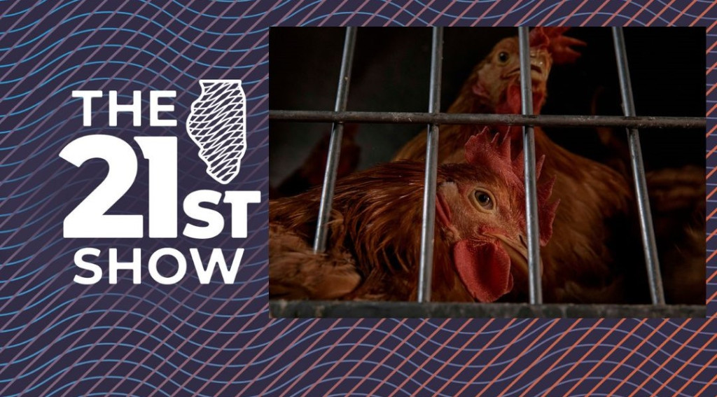 Chickens rest inside a cage as they wait to be slaughtered inside the La Granja Live Poultry Corporation store on Friday, Feb. 7, 2025, in New York. 