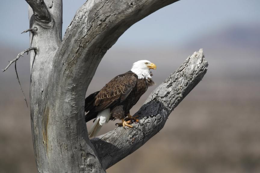 In this Tuesday, March 3, 2020, photograph, a bald eagle sits in a tree in the Bosque Del Apache National Wildlife Refuge near San Antonio, N.M. 