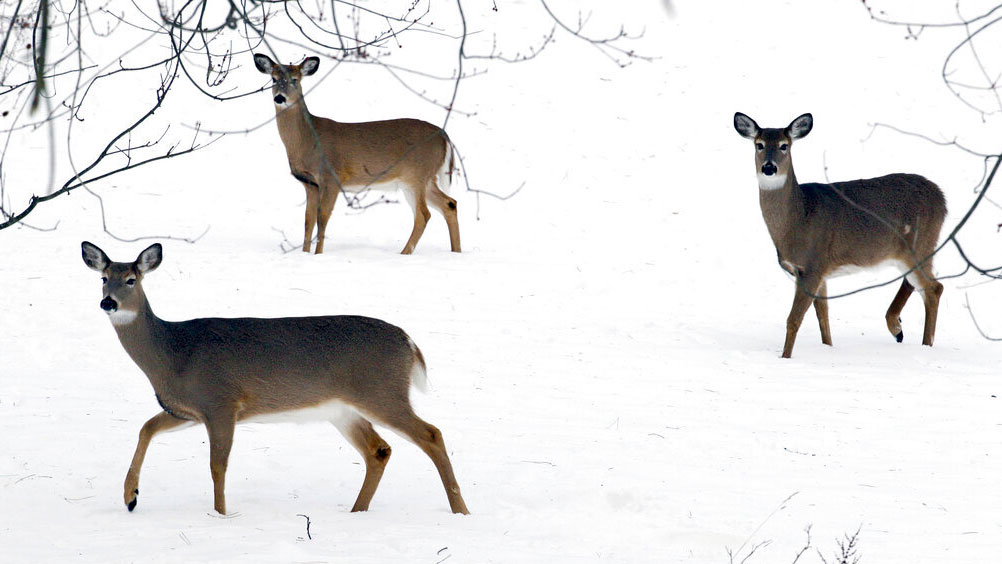 Deer forage through a blanket of snow in Lancaster, N.Y., Saturday, Jan. 5, 2013. The highly infectious COVID-19 omicron variant was detected in the white-tailed deer population on New York's Staten Island, according to a study by a Penn State research team.