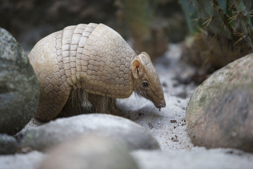 In this May 21, 2014, file photo, an armadillo named Ana Botafogo in honor of a Brazilian dancer stands in the Rio Zoo in Rio de Janeiro, Brazil. FIFA says it could not reach a financial agreement with a wildlife conservation group trying to save an endangered armadillo chosen as the World Cup mascot. The armadillo was chosen as the World Cup mascot, which was named 