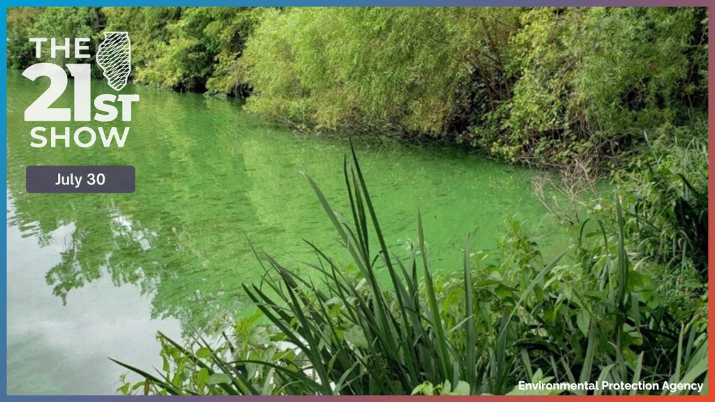 Algae