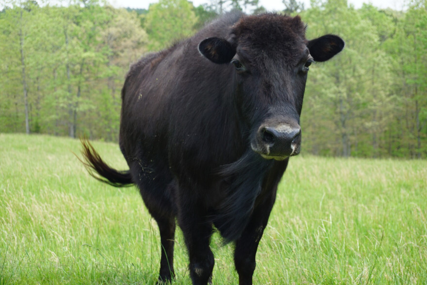 A male hybrid that is 50% cattle and 50% bison stands in the pasture on the A&K Ranch near Raymondville, Missouri. This bull will be part of the process to create beefalo that are 37.5% bison, the magic number for the best beefalo meat and an animal that is also easy to care for.