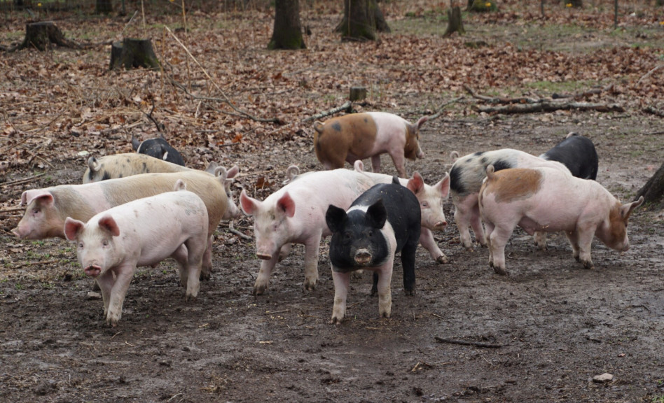 Pigs on Dave Busby's farm near Bland, MO.