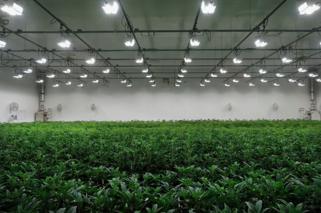 Rows of cannabis plants growing at Revolution Global's cannabis cultivation center in Delavan, Ill., in 2020. Retail-focused and medicinal health courses were the first subject matters to pop up in college classrooms but campuses are starting to offer more agriculture-centered programs as workforce demands increase.