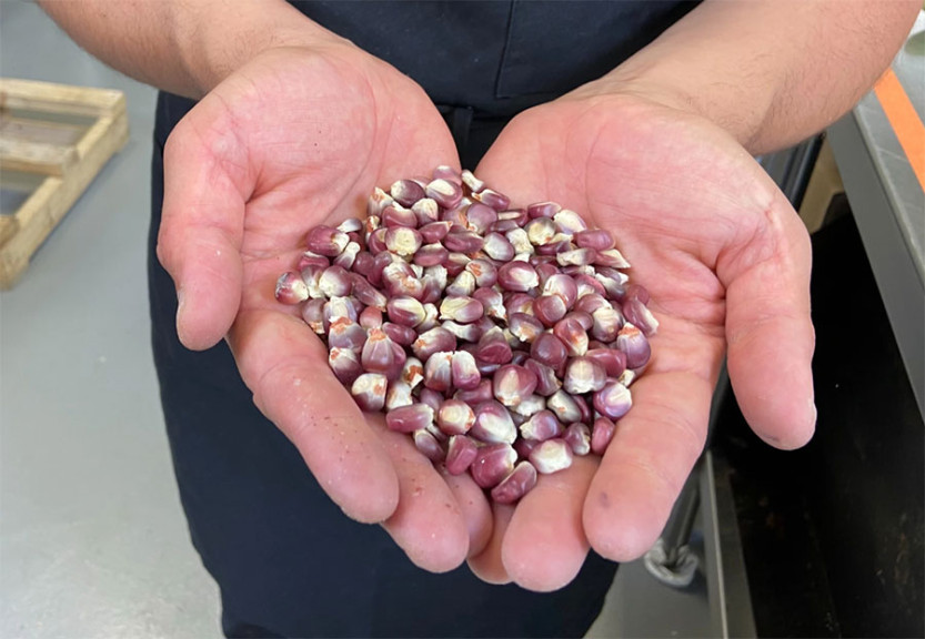 Mexico has dozens of native corn varieties, including this Bolita Belatove from Oaxaca, which Emmanuel Galvan holds. Galvan works with heirloom corn varieties and says he understands President Andrés Manuel López Obrador's reasoning for banning GMO corn.
