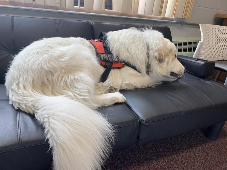 Boomer takes a break from his therapy duties on a couch at Immaculate Conception School in Morris.
