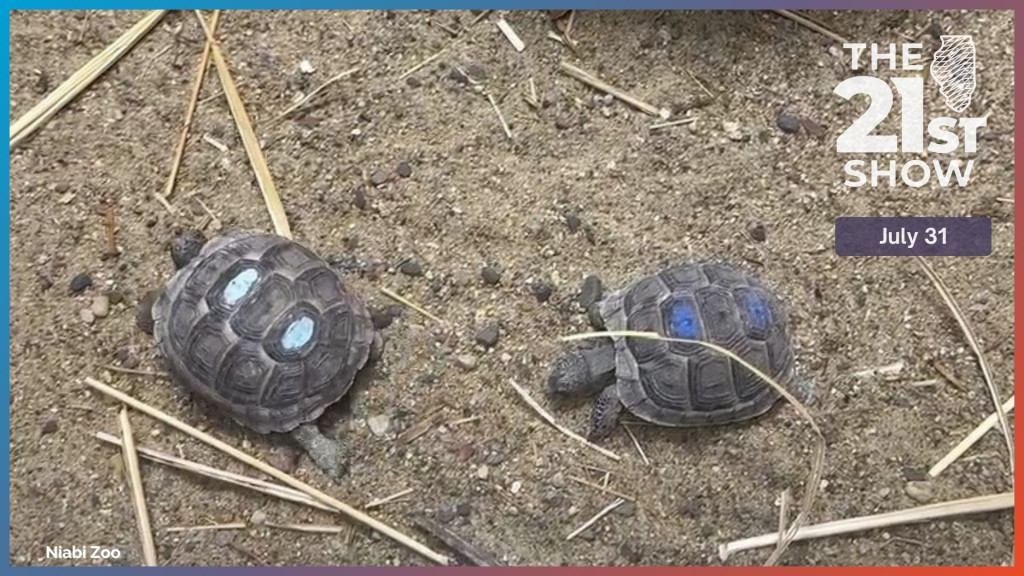 turtles