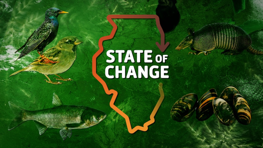 State of change logo over pictures of birds, fish, armadillos, mussels