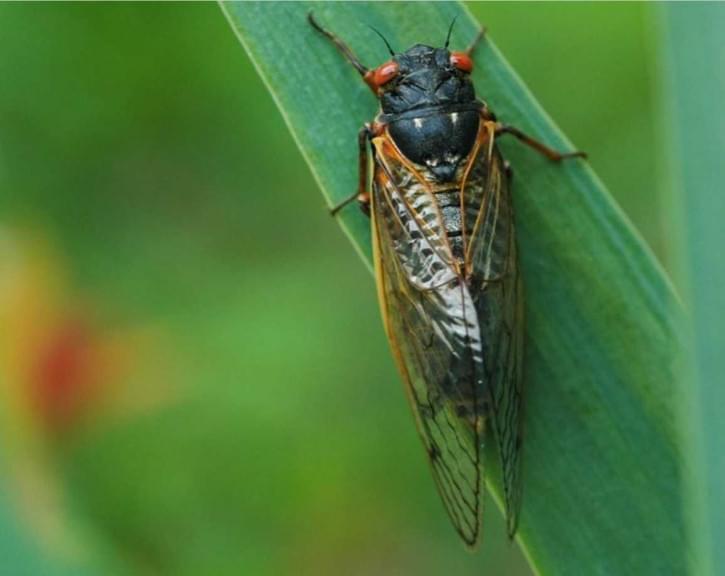 A Cicada in Vermilion County in May 2021.