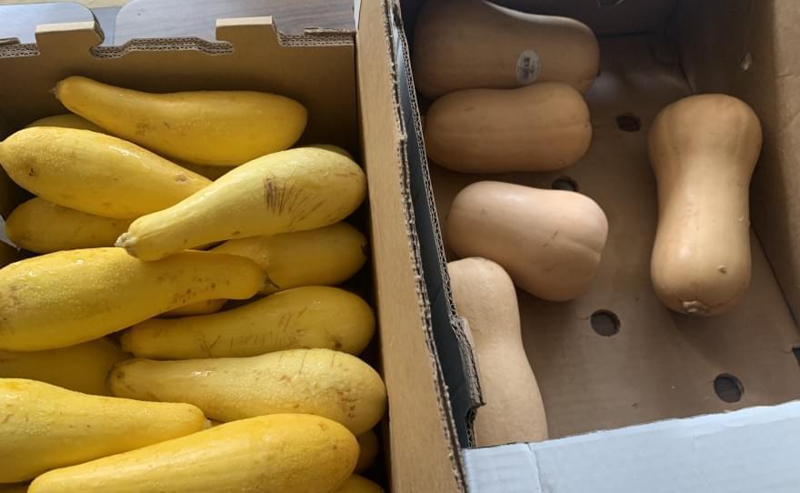 Squash being distributed at a summer food program in Amboy, Illinois.