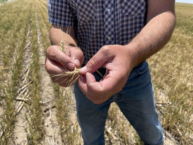 Chris Tanner holds a stalk of wheat as he stands in one of his fields in northwest Kansas, near Norton. The crop has been behind on moisture since about September, and Tanner said it shows in the weak stalk and exposed seeds. 