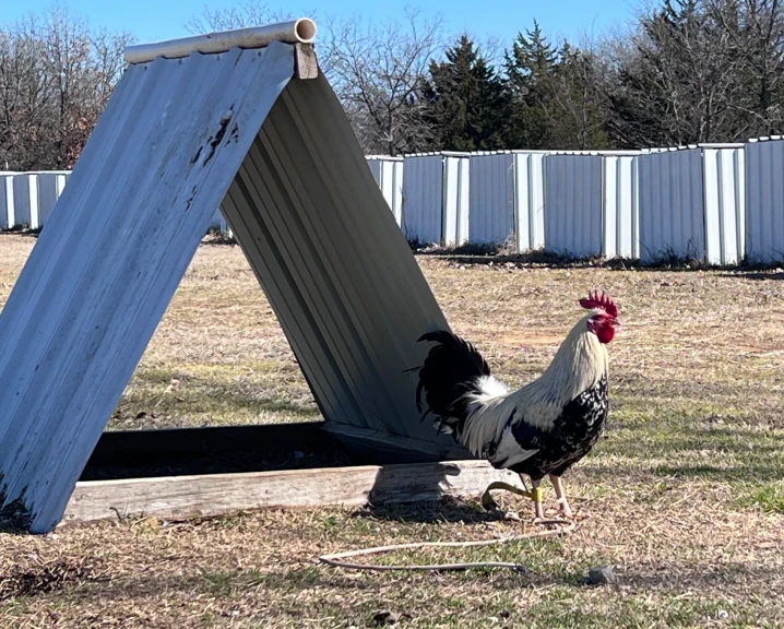 Troy Thompson raises 2,000 to 3,000 roosters annually on his farm in Oklahoma. The birds are tethered to 