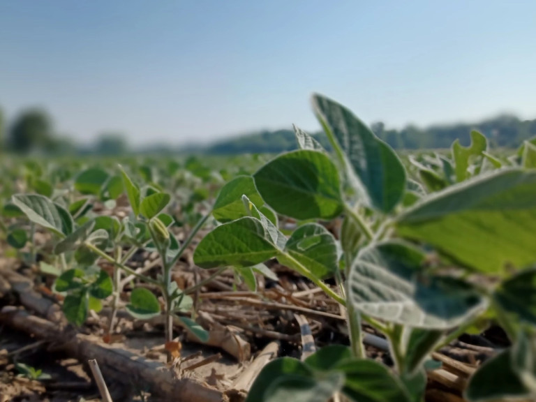 Post-emergent soybeans such as these plants in northern Peoria County are having a hard time developing roots in persistent drought conditions.