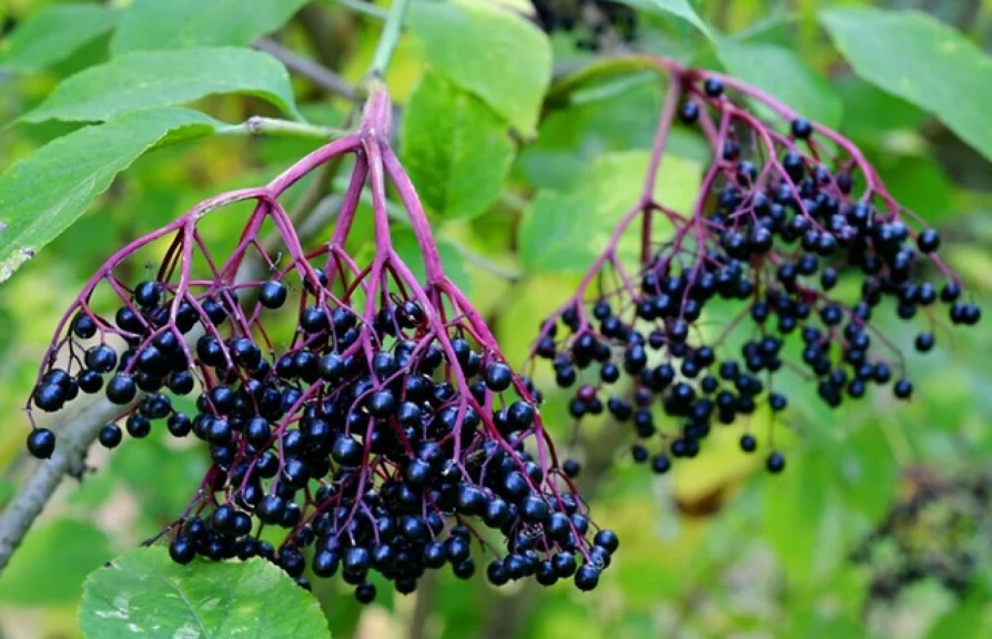 Mature elderberries grown in Mt. Vernon, Missouri. The berries have become more in demand in recent years, putting the industry at a crossroads.