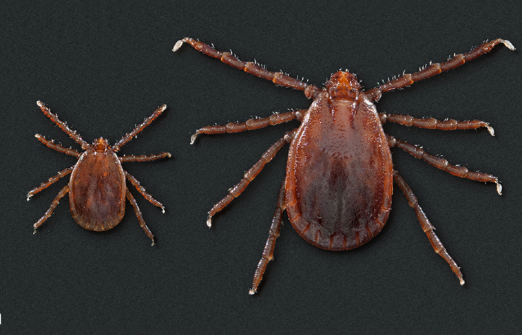 A small tick, on the left, and a large tick, on the right, are displayed on a black background. 