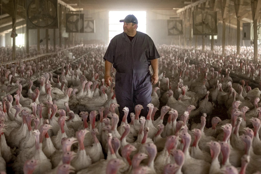 Third generation turkey grower Pete Klaphake raises 1.7 million turkeys per year at his Sauk Centre, Minnesota farm.