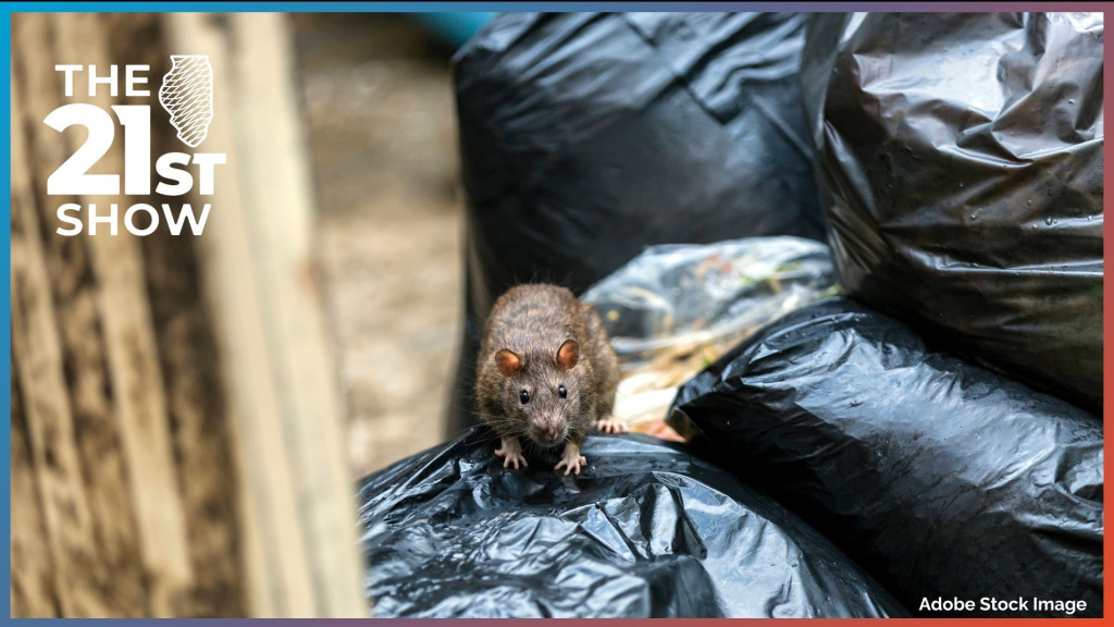 The Illinois Department of Public Health says the Hantavirus strain most commonly seen in the U.S. is caused by exposure to rodent droppings.