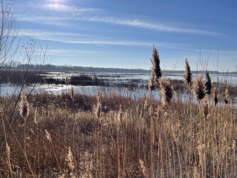 The Nature Conservancy's Emiquon Preserve in central Illinois. A pending ruling from the U.S. Supreme Court could lessen protections for smaller, isolated wetlands. 