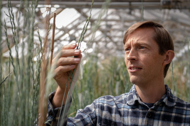 Lee DeHaan, the director of crop improvement and lead scientist in the Kernza domestication program at the Land Institute, looks at a stem in this file photo. The Salina, Kansas-based institute has been working to develop the grain for more than two decades.